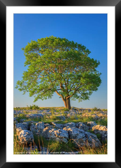 Lone tree on Gordale Scar Yorkshire Framed Mounted Print by Chris Warren