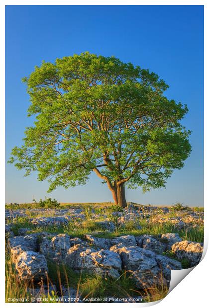 Lone tree on Gordale Scar Yorkshire Print by Chris Warren