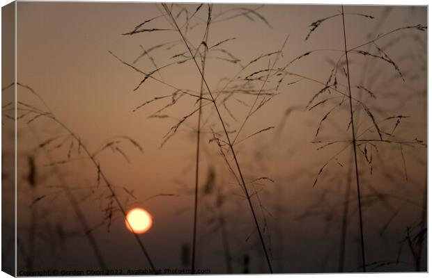 Ochre sunset over the Somerset levels through fine grass seed heads Canvas Print by Gordon Dixon