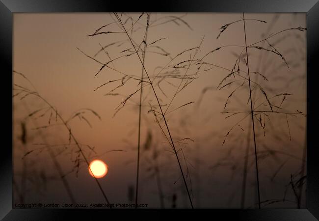 Ochre sunset over the Somerset levels through fine grass seed heads Framed Print by Gordon Dixon