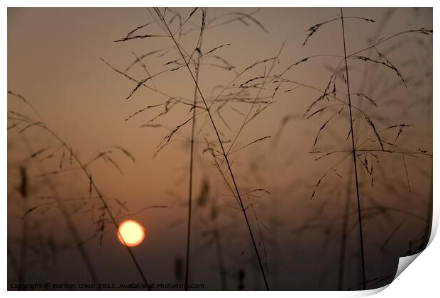 Ochre sunset over the Somerset levels through fine grass seed heads Print by Gordon Dixon