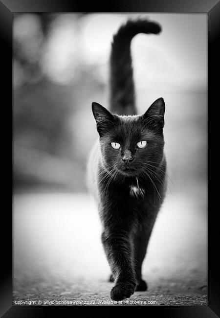 Black Cat Framed Print by Silvio Schoisswohl