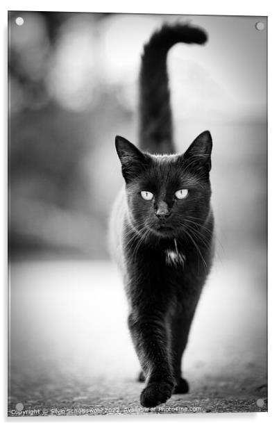 Black Cat Acrylic by Silvio Schoisswohl