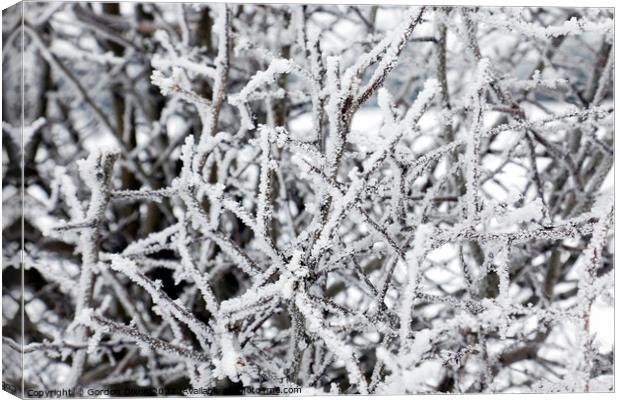 Ice covered branches from freezing fog Canvas Print by Gordon Dixon