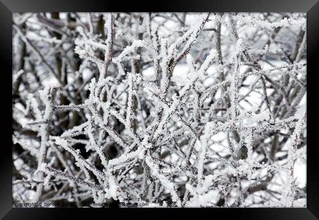 Ice covered branches from freezing fog Framed Print by Gordon Dixon