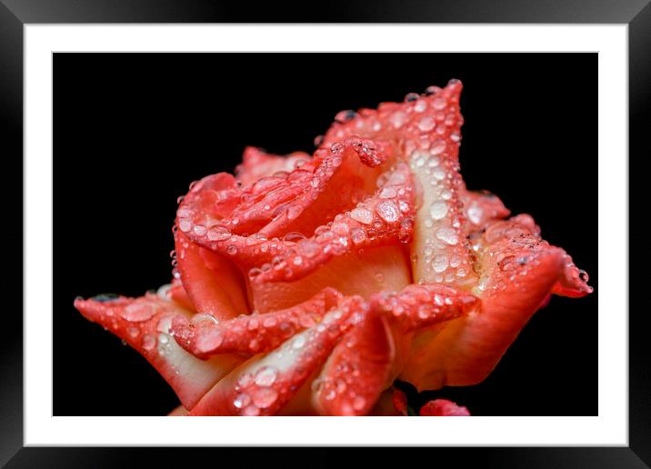 Rose with rain drops Framed Mounted Print by chris smith