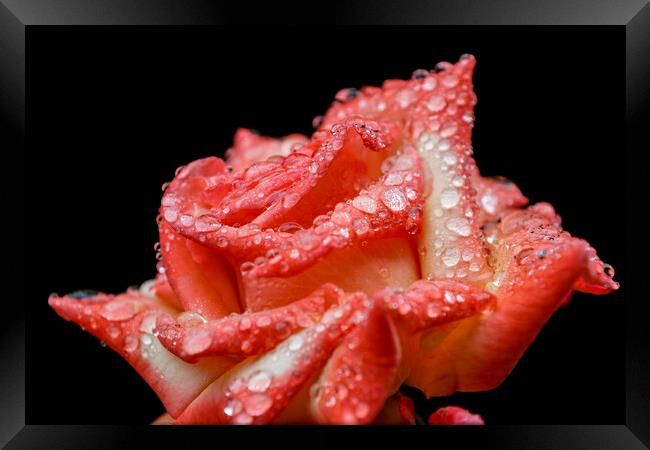 Rose with rain drops Framed Print by chris smith