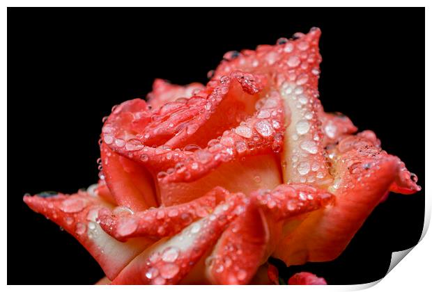 Rose with rain drops Print by chris smith