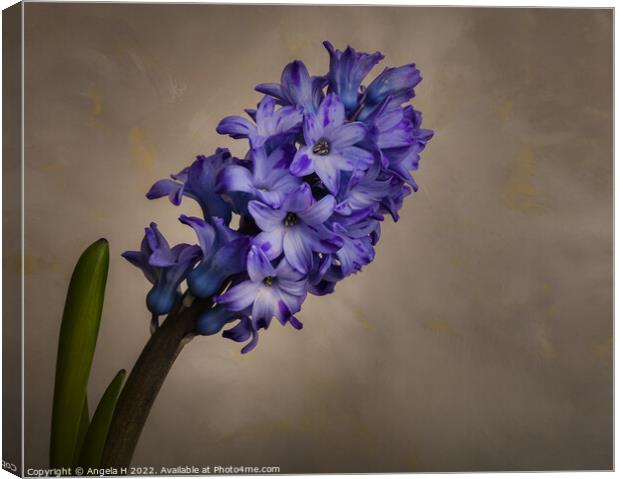 Hyacinth Canvas Print by Angela H