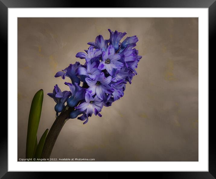 Hyacinth Framed Mounted Print by Angela H