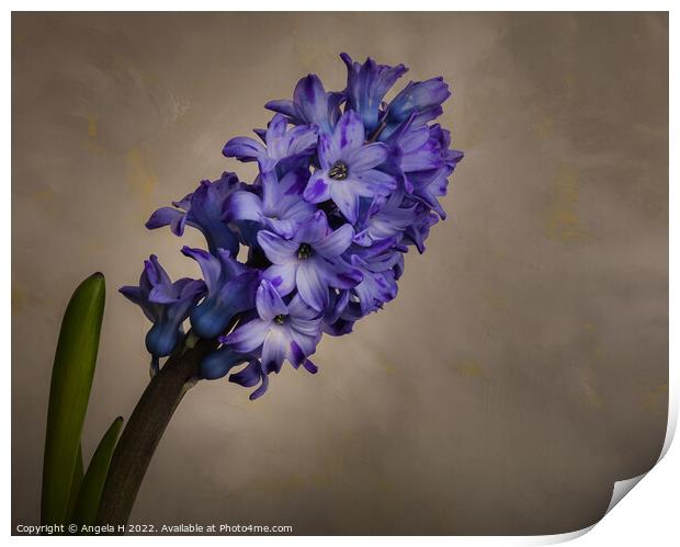 Hyacinth Print by Angela H