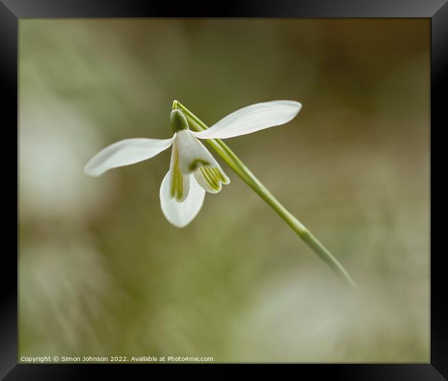 A close up of a flower Framed Print by Simon Johnson