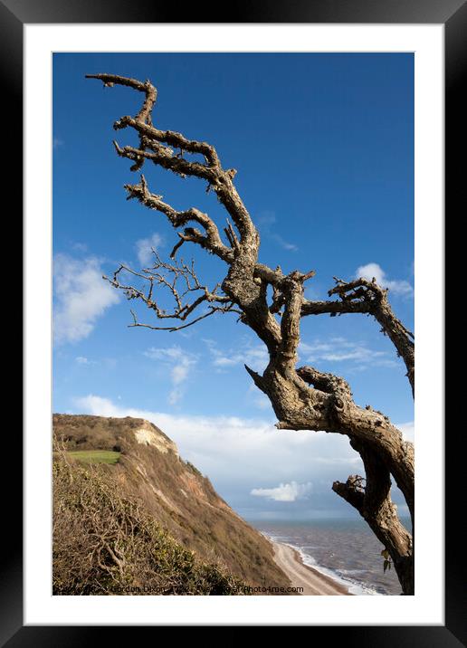 Windswept tree branches in winter on the Devon coast Framed Mounted Print by Gordon Dixon