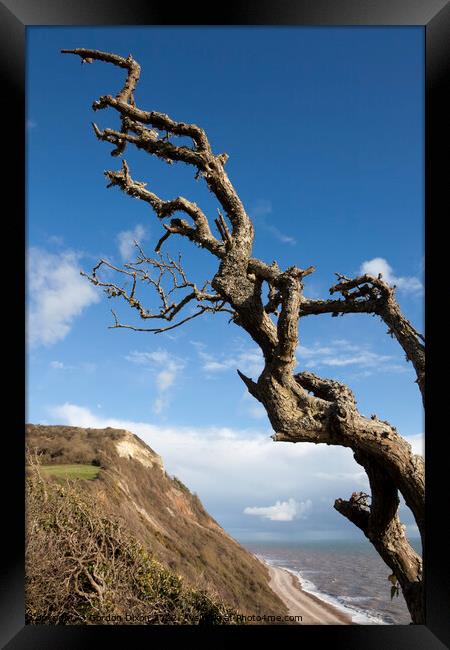 Windswept tree branches in winter on the Devon coast Framed Print by Gordon Dixon