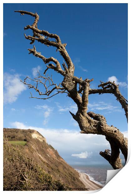 Windswept tree branches in winter on the Devon coast Print by Gordon Dixon