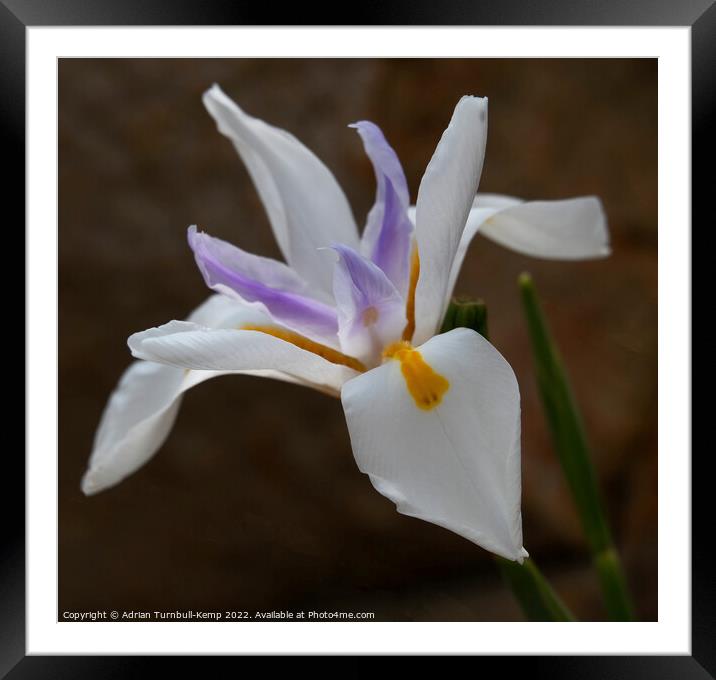 Large white forest iris (Dietes grandliflora) Framed Mounted Print by Adrian Turnbull-Kemp