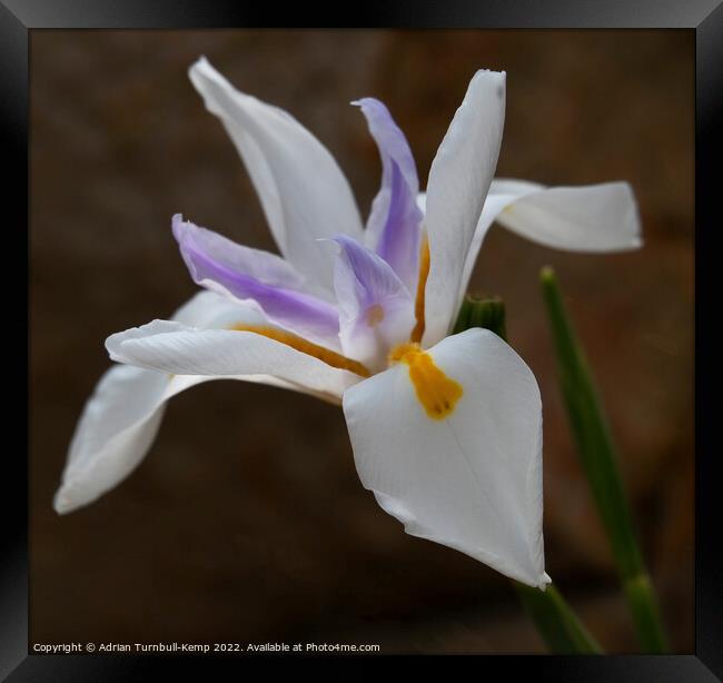 Large white forest iris (Dietes grandliflora) Framed Print by Adrian Turnbull-Kemp