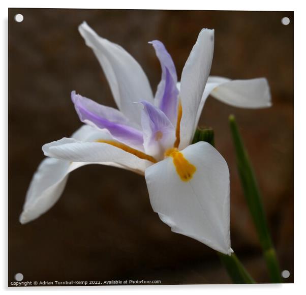 Large white forest iris (Dietes grandliflora) Acrylic by Adrian Turnbull-Kemp