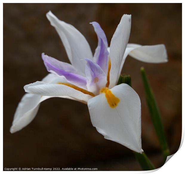 Large white forest iris (Dietes grandliflora) Print by Adrian Turnbull-Kemp