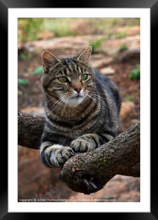 Perched in a tree Framed Mounted Print by Adrian Turnbull-Kemp