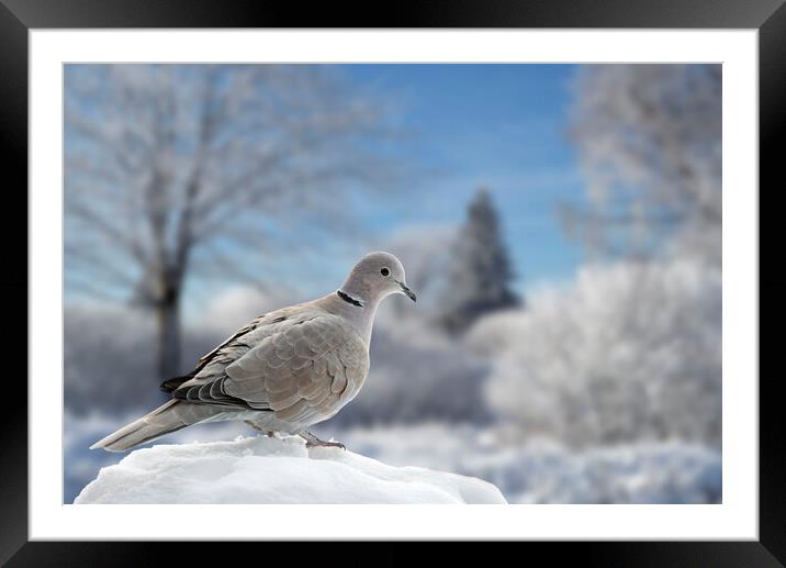 Eurasian Collared Dove in Winter Framed Mounted Print by Arterra 