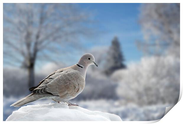 Eurasian Collared Dove in Winter Print by Arterra 