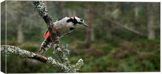 Great Spotted Woodpecker in Pine Forest Canvas Print by Arterra 