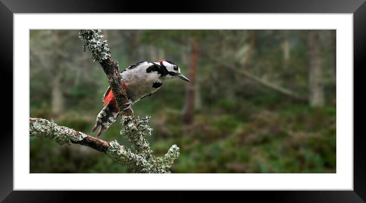 Great Spotted Woodpecker in Pine Forest Framed Mounted Print by Arterra 