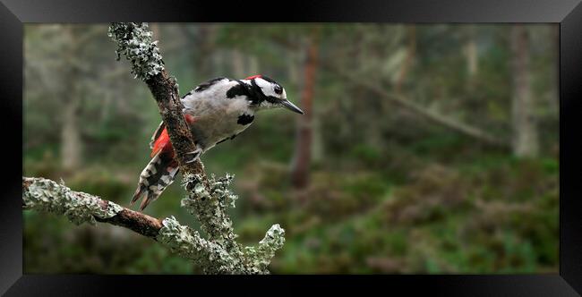Great Spotted Woodpecker in Pine Forest Framed Print by Arterra 