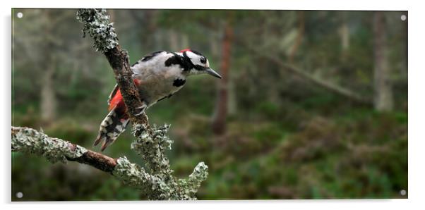 Great Spotted Woodpecker in Pine Forest Acrylic by Arterra 