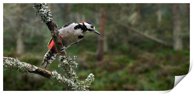 Great Spotted Woodpecker in Pine Forest Print by Arterra 