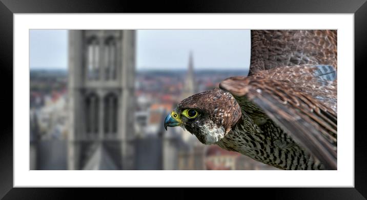 Peregrine Falcon in Flight over City Framed Mounted Print by Arterra 