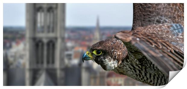 Peregrine Falcon in Flight over City Print by Arterra 