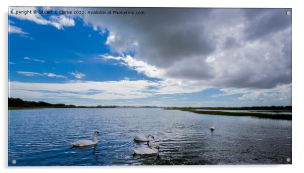 Pagham swans Acrylic by Stuart C Clarke