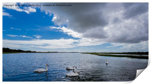 Pagham swans Print by Stuart C Clarke