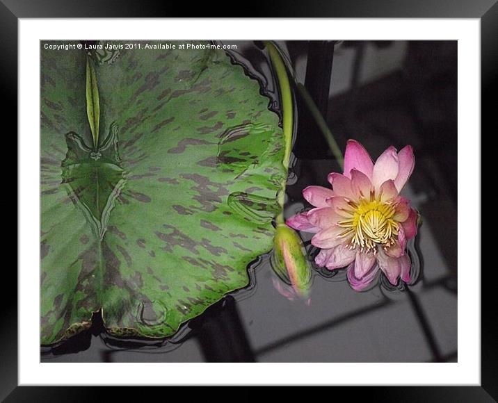 Reflections in a Lilly Pond Framed Mounted Print by Laura Jarvis