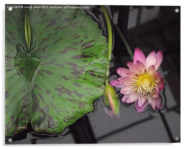 Reflections in a Lilly Pond Acrylic by Laura Jarvis