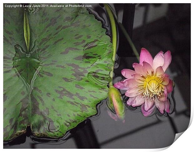 Reflections in a Lilly Pond Print by Laura Jarvis
