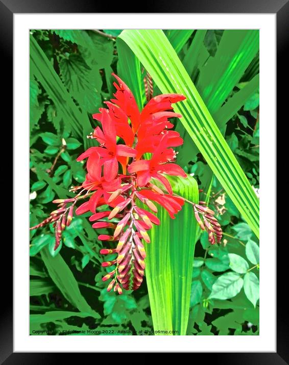 Red Irish wildflower Framed Mounted Print by Stephanie Moore