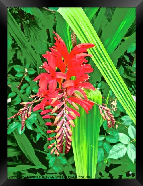 Red Irish wildflower Framed Print by Stephanie Moore