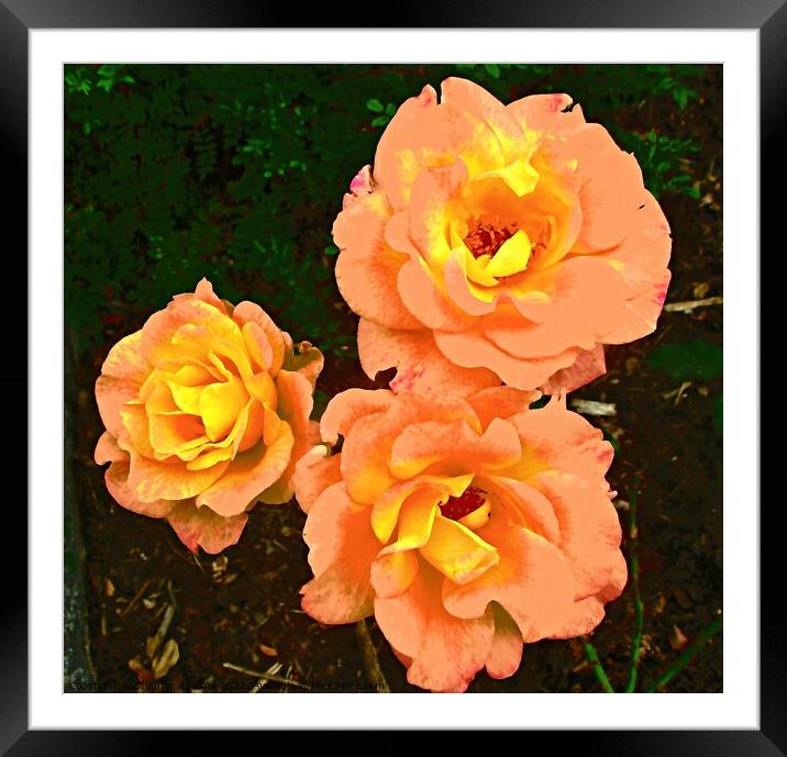 Orange roses Framed Mounted Print by Stephanie Moore