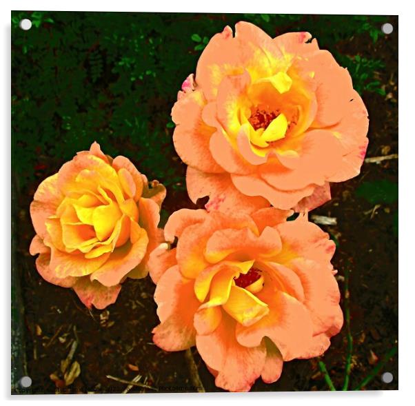 Orange roses Acrylic by Stephanie Moore