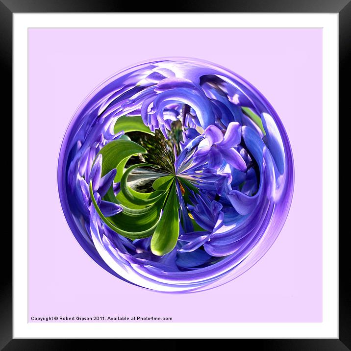 Paperweight Spherical Bluebell Framed Mounted Print by Robert Gipson