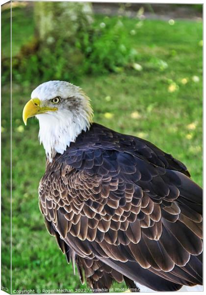 The Regal American Bald Eagle Canvas Print by Roger Mechan