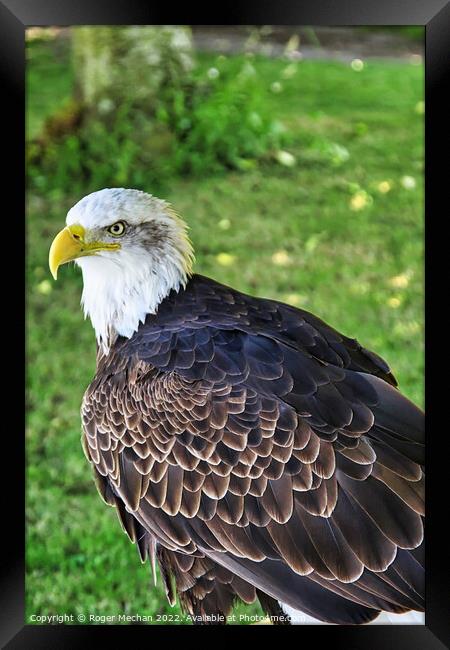 The Regal American Bald Eagle Framed Print by Roger Mechan