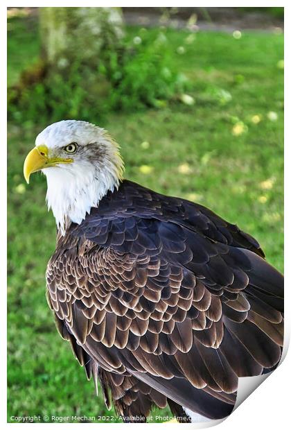 The Regal American Bald Eagle Print by Roger Mechan