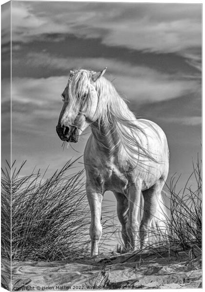 A White Camargue Stallion Horse Black and White Canvas Print by Helkoryo Photography