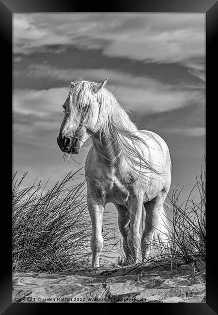 A White Camargue Stallion Horse Black and White Framed Print by Helkoryo Photography