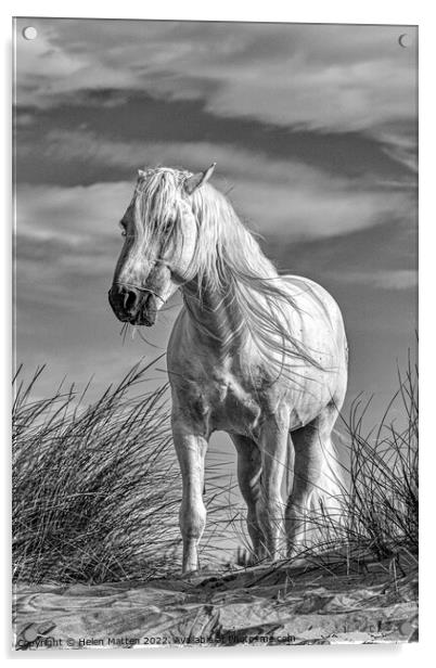 A White Camargue Stallion Horse Black and White Acrylic by Helkoryo Photography