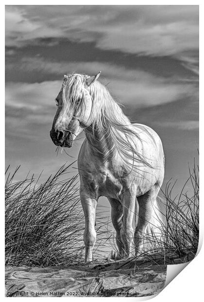 A White Camargue Stallion Horse Black and White Print by Helkoryo Photography